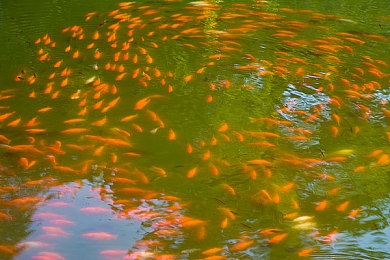 点击三秒自动进入秘密通道：揭秘：幻境传说游戏网站创新功能，三秒畅游神秘世界引热议
