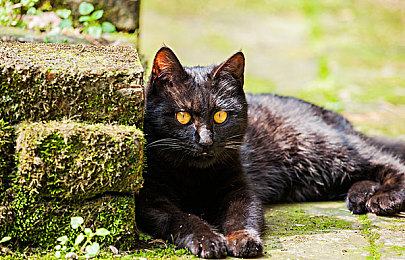 喜猫猫用棉签惩罚美羊羊：游戏社区风波：虚拟世界中的“惩罚”引发道德反思，玩家行为规范成焦点-1