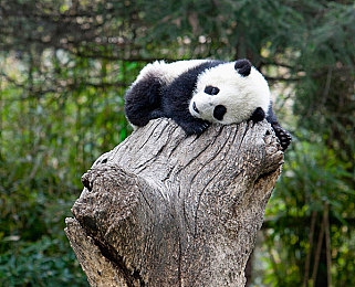 三人弄娇妻高潮3p：探寻古老仪式：揭秘三人情感博弈之谜-2