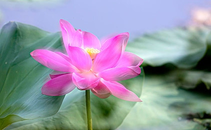 按摩师扒开小泬添我：指尖探秘：按摩师与顾客间的惊喜瞬间共鸣