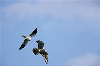 小蓝轻量版苹果下载：轻装上阵，果粉福音：苹果新应用革新速度与性能体验-3