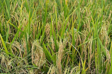 老师脱丝袜用脚给我脚交：教育丑闻发酵，师道尊严何在？-1