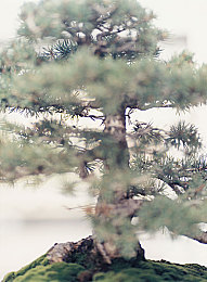 亚洲国产精品久久久久：探寻仙界奥秘，九州仙缘演绎东方奇幻之旅