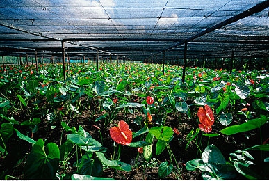 简隋英自己扩充骑马：游戏新体验来袭：“简隋英”骑马竞技功能揭秘，自由驰骋，畅享骑马乐趣