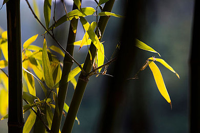 spank打屁股秘 网站拍击：网络暴力肆虐，共筑文明网络防线-1