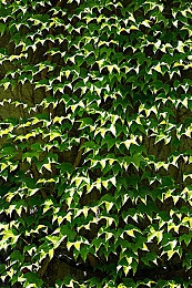 10000拍拍18勿入免费凤凰：凤凰涅槃：揭秘神秘游戏世界的奇幻征程-3