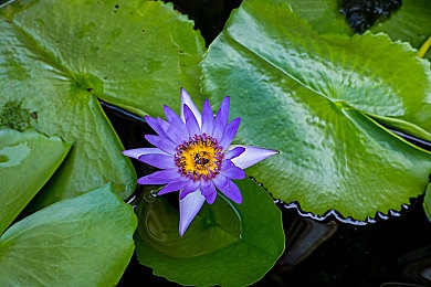 播种欧吉桑：七旬老人植树造林，传承生态文明，共建绿色家园-4