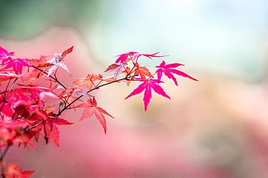 蜜芽TV在线：视听盛宴升级，独家内容狂欢，尽在全新影视世界-1