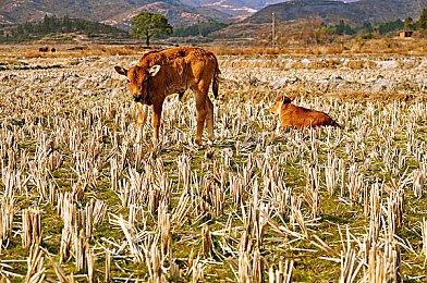 黄色软件5：0：电竞巅峰，中国战队荣耀再续，横扫赛场，战无不胜-4