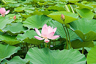 流盲软件下载aop大全：探索流盲软件：多功能应用下载指南与隐私保护攻略-4