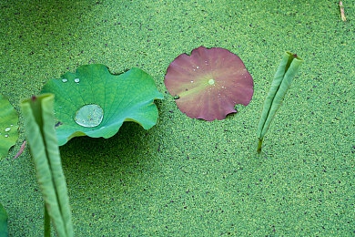 校花被变态用毛笔挠尿孔：校园惊悚：校花遭变态毛笔挠尿孔，安全警钟再敲响-4