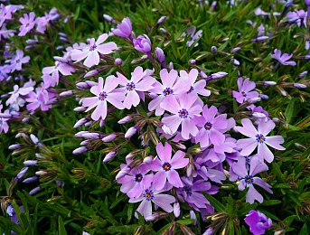 公主肚子里面满满的都是虫卵：宫廷虫卵惊雷：公主健康风波引深思-3