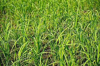 人与畜禽：绿色共生，食安未来：构建和谐畜禽养殖新篇章-3